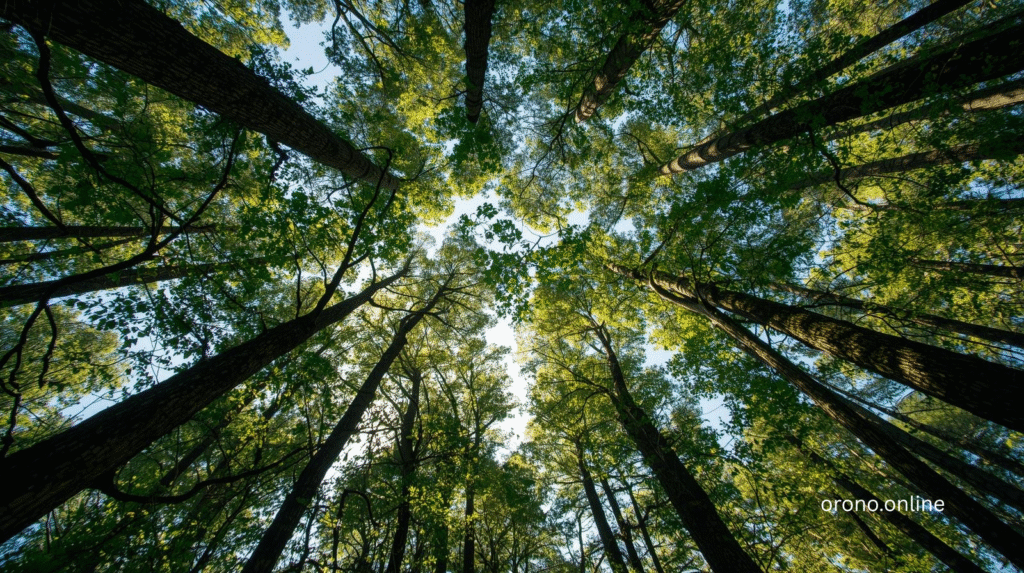 highwood nature trail forest